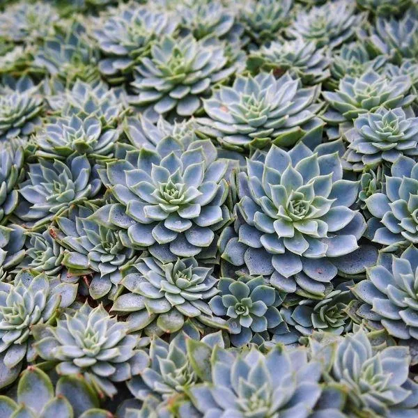 Lilacina Ghost Echeveria Succulent