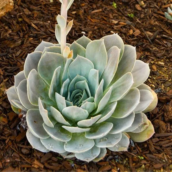 Lilacina Ghost Echeveria Succulent