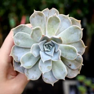 Lilacina Ghost Echeveria Succulent