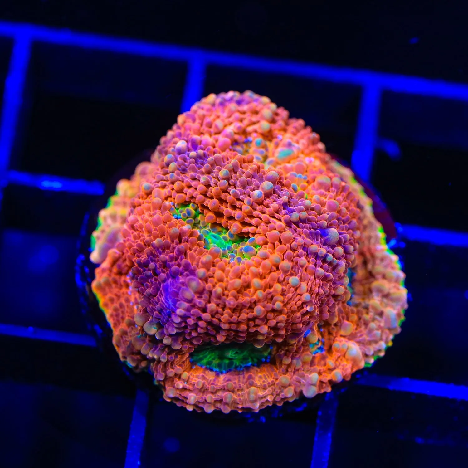 TSA Dreamy Rainbow Echinata Coral